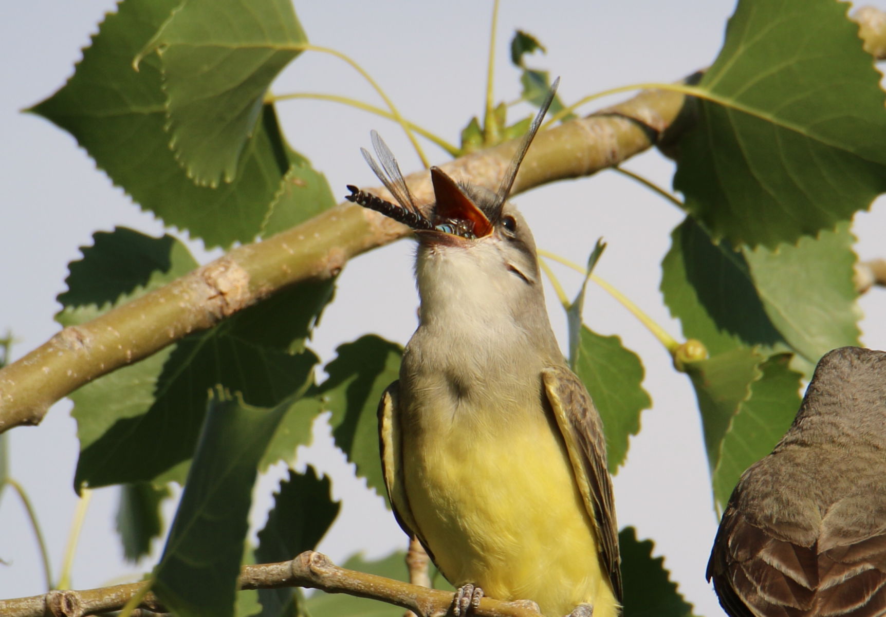 Big Swallow